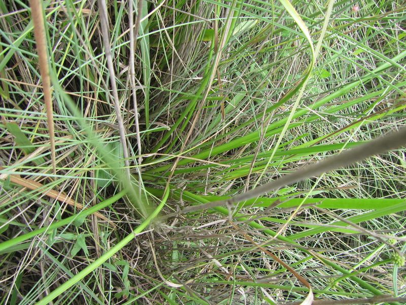 Nerine angustifolia, photographed by Robert Taylor