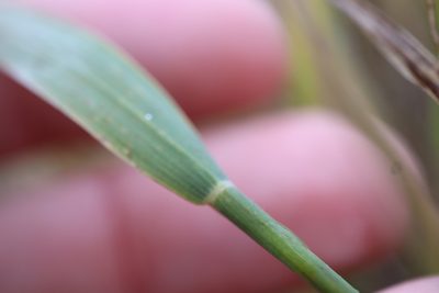 Muhlenbergia glomerata, photographed by Henry "Nick" Robertson