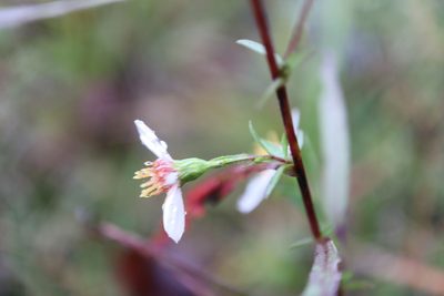 Symphyotrichum boreale, photographed by Henry "Nick" Robertson