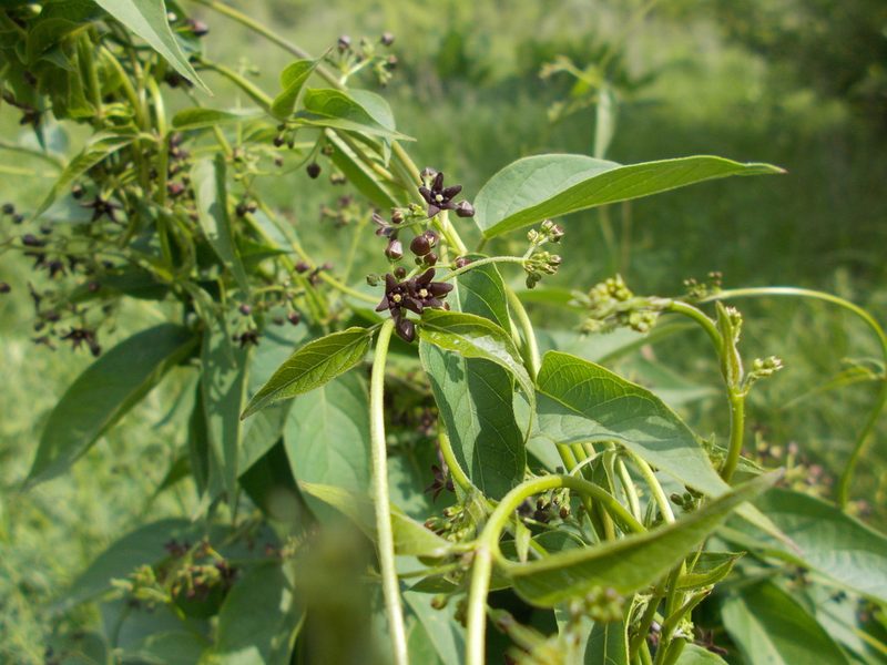 Vincetoxicum donetzicum, photographed by Мария Ткаченко