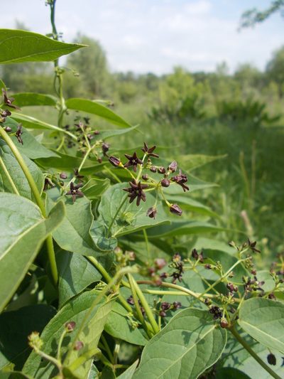 Vincetoxicum donetzicum, photographed by Мария Ткаченко