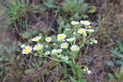 Erigeron strigosus, photographed by Henry "Nick" Robertson