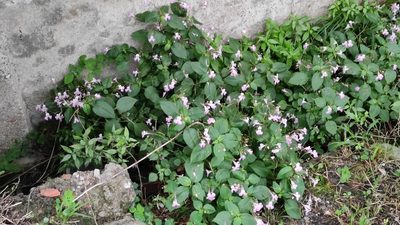 Impatiens balfourii, photographed by Andrea Mologni
