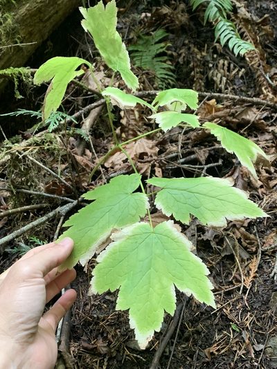 Actaea elata, photographed by Tom Erler