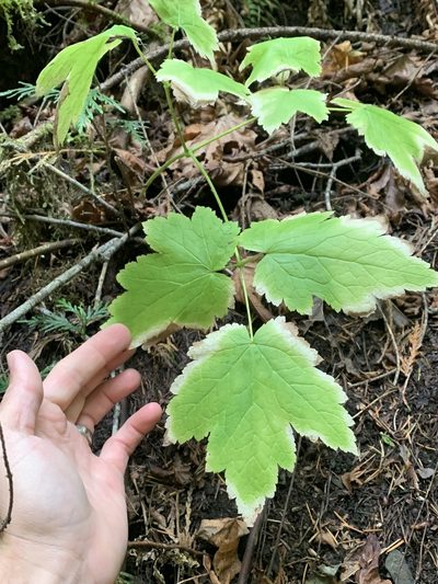 Actaea elata, photographed by Tom Erler