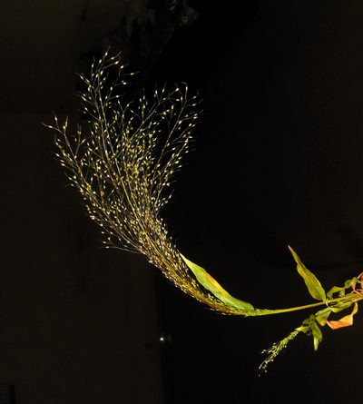 Arundinella pumila, photographed by S.MORE