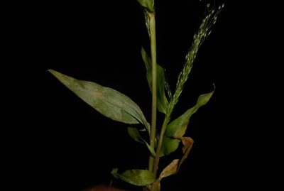 Arundinella pumila, photographed by S.MORE