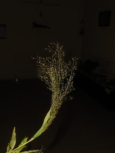 Arundinella pumila, photographed by S.MORE