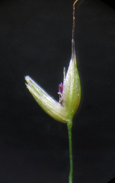 Arundinella pumila, photographed by S.MORE