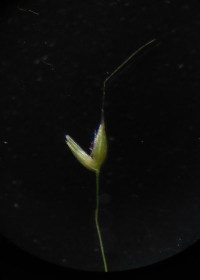 Arundinella pumila, photographed by S.MORE