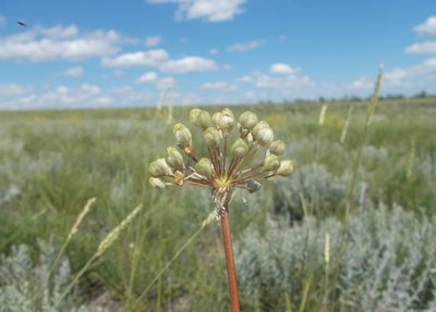 Allium tulipifolium, photographed by Мария Ткаченко