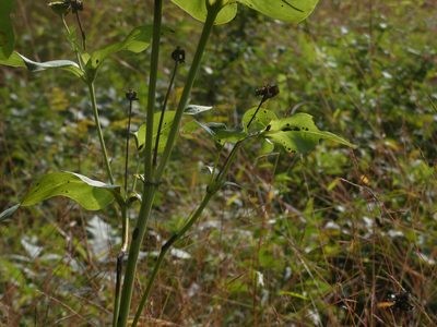 Silphium perfoliatum, photographed by Brian White