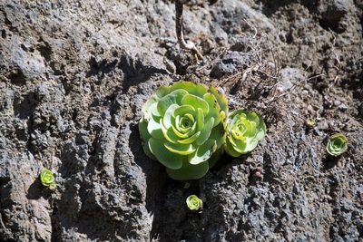 Aeonium diplocyclum, photographed by Paul Asman