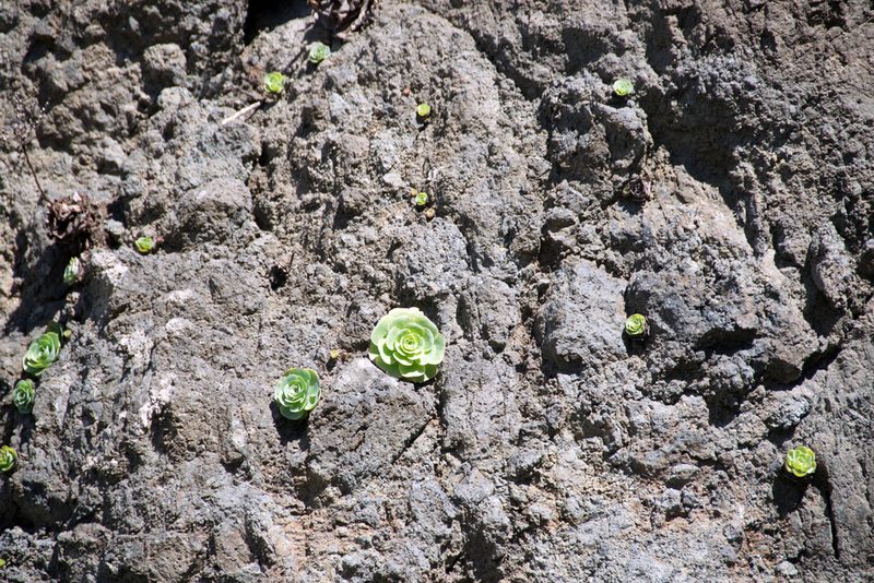 Aeonium diplocyclum, photographed by Paul Asman