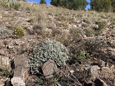 Eriogonum havardii, photographed by Cecelia Alexander