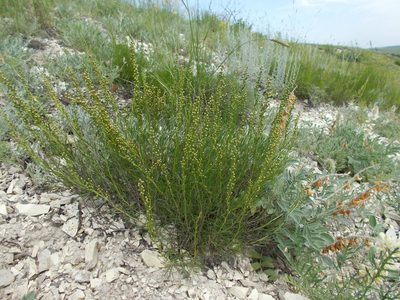 Artemisia salsoloides, photographed by Мария Ткаченко