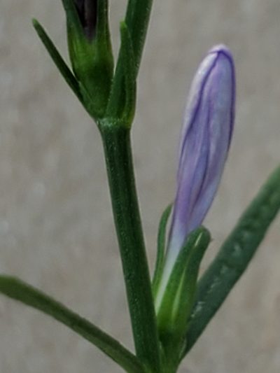 Carlowrightia linearifolia, photographed by Jo Roberts