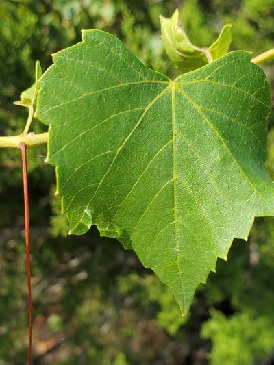 Vitis monticola, photographed by Jo Roberts