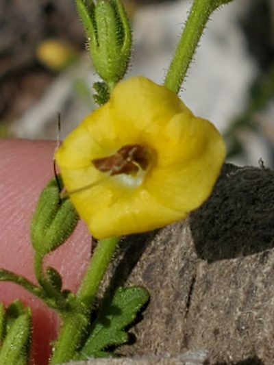 Seymeria texana, photographed by Jo Roberts