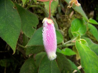 Kohleria affinis, photographed by Abby Darrah