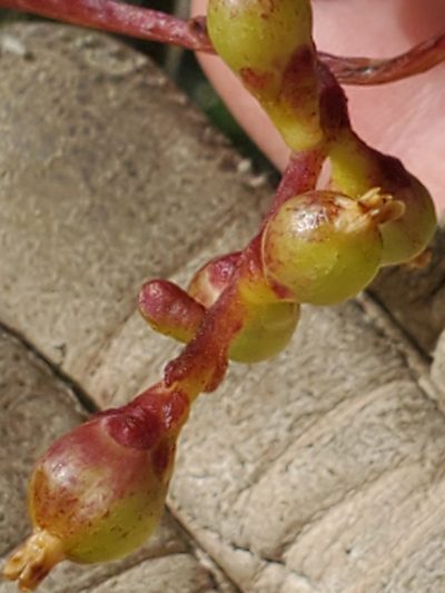 Cuscuta exaltata, photographed by Jo Roberts