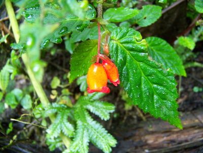 Begonia longirostris, photographed by Abby Darrah