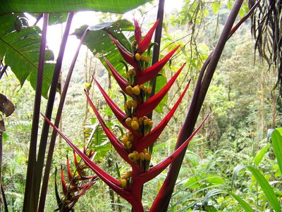 Heliconia burleana, photographed by Abby Darrah