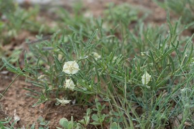 Chamaesaracha coronopus, photographed by Jesse Rorabaugh