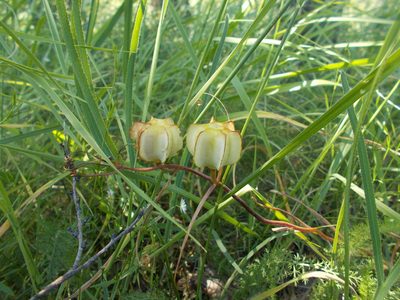 Fritillaria ruthenica, photographed by Мария Ткаченко
