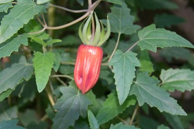 Canarina canariensis, photographed by Paul Asman