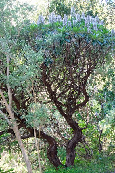 Echium acanthocarpum, photographed by Paul Asman