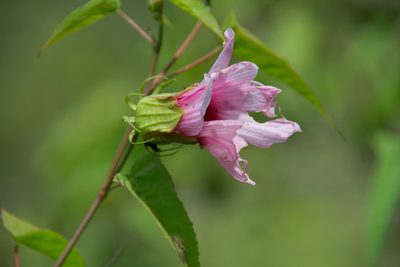 Muenchhusia laevis, photographed by Mike Duran