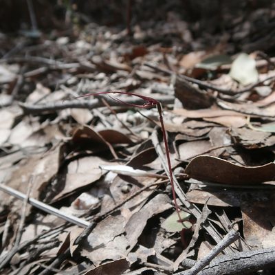 Acianthus caudatus