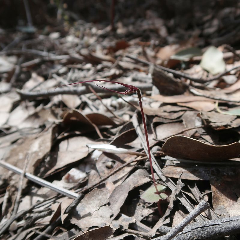 Acianthus caudatus, photographed by Cowirrie