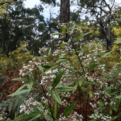 Zieria arborescens, photographed by Cowirrie