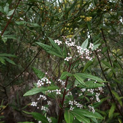 Zieria arborescens, photographed by Cowirrie