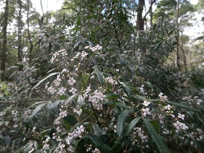 Zieria arborescens, photographed by Cowirrie