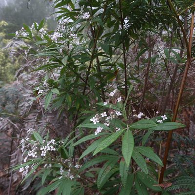 Zieria arborescens, photographed by Cowirrie