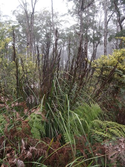 Gahnia grandis, photographed by Cowirrie