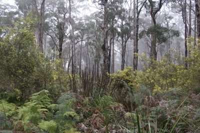 Gahnia grandis, photographed by Cowirrie