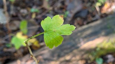 Ribes missouriense, photographed by Erin Lalime