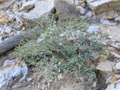 Euphorbia chaetocalyx, photographed by Cecelia Alexander