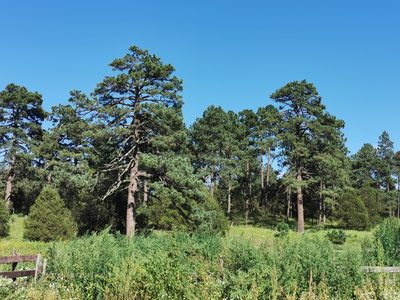 Pinus engelmannii, photographed by M. Socorro González Elizondo