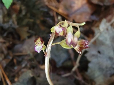 Corallorhiza odontorhiza, photographed by Elias