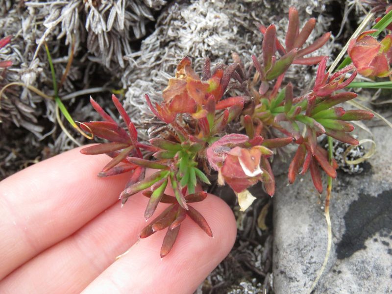 Potentilla biflora, photographed by Erin Springinotic