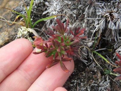 Potentilla biflora, photographed by Erin Springinotic
