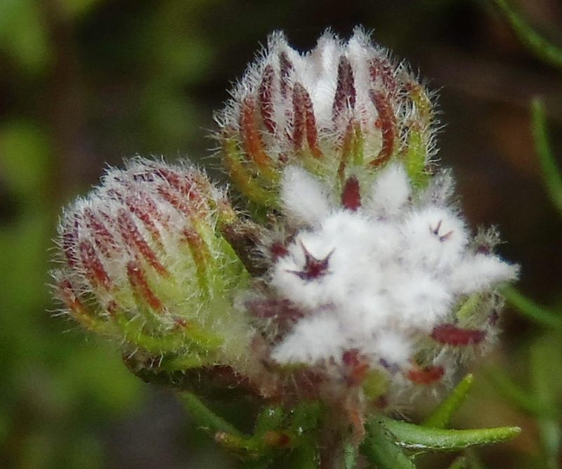 Phylica keetii, photographed by Nicola van Berkel