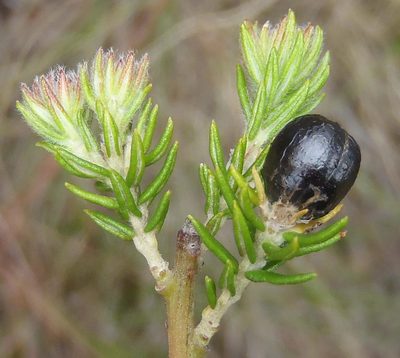 Phylica keetii, photographed by Nicola van Berkel