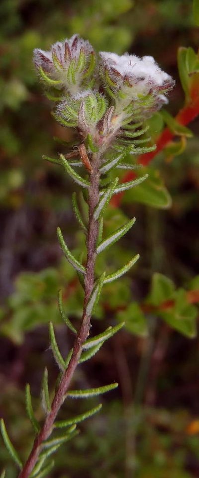 Phylica keetii, photographed by Nicola van Berkel
