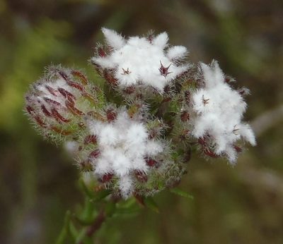 Phylica keetii, photographed by Nicola van Berkel